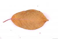 Photo Texture of Leaf 0073